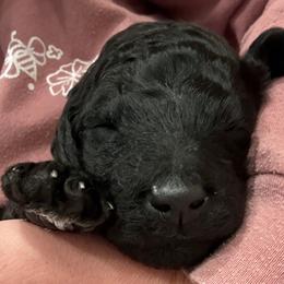 Theodore - male Poodle puppy in Shoreline, Washington from Fluffy Poodles
