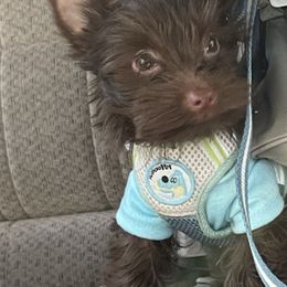 Yorkshire Terriers from M & M Yorkies