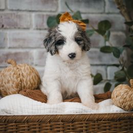 Marina (Purple) - Blue merle and white female Sheepadoodle puppy in Newport Beach, California from High Desert Doodles