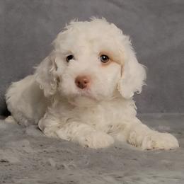 Sailor - male Cockapoo puppy in Missouri from KDK Missouri Miniature Poodles