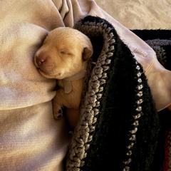 Scottish Terrier Puppies from Santas Scotties