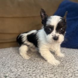 Finley - Parti male Yorkshire Terrier puppy in Walker, Louisiana from Precious Yorkies