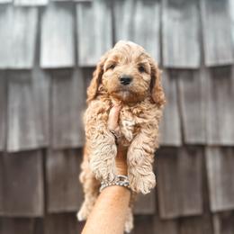 Butterscotch - Yellow and white male Bernedoodle puppy in Shingle Springs, California from Kindred Oak Goldendoodles