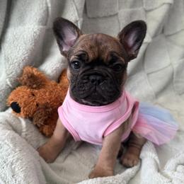 French Bulldog Puppies from Rebecca White