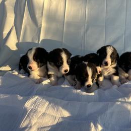 Pembroke Welsh Corgi Puppies from Courtlyn's Corgis