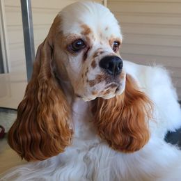 Cocker Spaniel All Grown Up from Galaxy Cockers