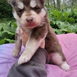 Garden - Red and white male Siberian Husky puppy in West Liberty, Ohio from Skyfallsiberians