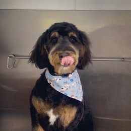 Bernedoodles, Golden Aussiedoodles, and Goldendoodles from Vallevistadoodles