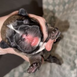 Alan - Fawn male French Bulldog puppy in Warm Springs, Arkansas from Seven Hills Arkansas