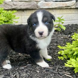 Luna - Black tri-color female Australian Shepherd puppy in Loda, Illinois from Pilcher Farms