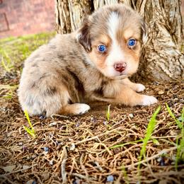 Rocket - Red merle male Miniature Australian Shepherd puppy in Idalou, Texas from Lonesome Pine Mini Aussies
