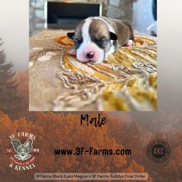 Huck - Sable male Pembroke Welsh Corgi puppy in Elberta, Utah from 3F Farms- Pembroke Welsh Corgis and Irish Wolfhounds