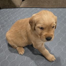 Red Collar - Golden female Golden Retriever puppy in El Dorado Hills, California from Asperheim Golden Retriever Puppies