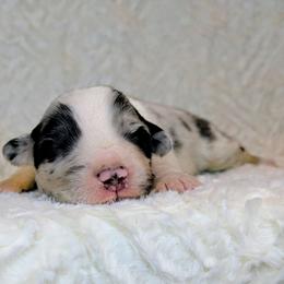 Earl Grey - Blue merle male Australian Shepherd puppy in California from Skiba Aussies
