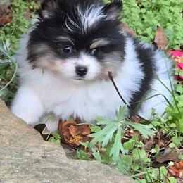 Sammy - Black and tan parti male Pomeranian puppy in Comer, Georgia from HillTop Pomeranians ✨