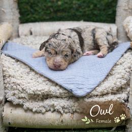 Owl - Chocolate merle female Bernedoodle puppy in Williamson, New York from Lakeside Doodles