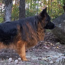 Apollo - German Shepherd