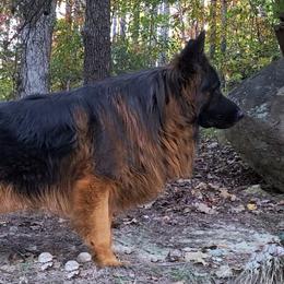 Apollo - German Shepherd