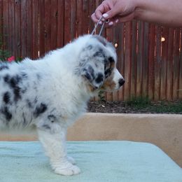 Australian Shepherd Puppies from Red Forrest Australian Shepherds