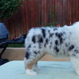 Australian Shepherd Puppies from Red Forrest Australian Shepherds