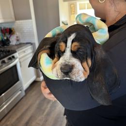 Gus - Black white and brown male Basset Hound puppy in Adrian, Michigan from Seymour Hounds