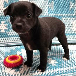 Lily - Black and white female Xoloitzcuintli puppy in Sunnyside, Washington from Xolos Jazmin