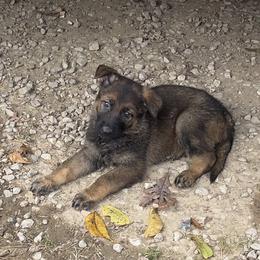 Dachshund and German Shepherd Puppies from Illyria Dox & GSD