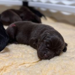 Hot Pink - Chocolate female Labrador Retriever puppy in Somerset, California from Cantina Labs and Cavs