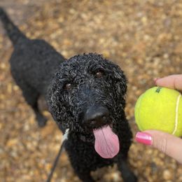 Goldendoodles from Coleman doodles North Texas