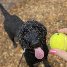 Goldendoodles from Coleman doodles North Texas