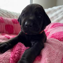 Bruce - Black and rust male Doberman Pinscher puppy in Brookfield, Wisconsin from Haus of Hound