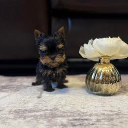 Peewee - Blue and gold male Yorkshire Terrier puppy in New Hampton, Iowa from JMAK Dreams