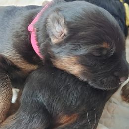 "Pink female, K litter, 2022" German Shepherd Puppies from Schonwasser Shepherds