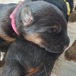 "Pink female, K litter, 2022" German Shepherd Puppies from Schonwasser Shepherds