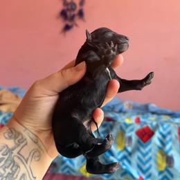 Luke Cage - Black and white male Xoloitzcuintli puppy in Manitowoc, Wisconsin from Wonderland Kennel