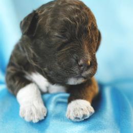 Lagotto Romagnolo Puppies from Morena