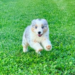 Wilma - Blue merle female Australian Shepherd puppy in Ashland, Ohio from SS Australian Shepherds