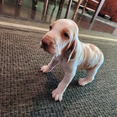 Chester - Bracco Italiano puppy in Brevard, North Carolina from Archwood Kennels