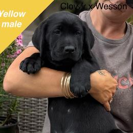 Boy 2 - Black male Labrador Retriever puppy in Wilson’s, Virginia from Cedar Hill Farm Labradors