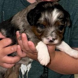 Oh my Josey - Blue merle female Aussiedoodle puppy in Arrington, Tennessee from Tumblin T Aussies and Aussiedoodles