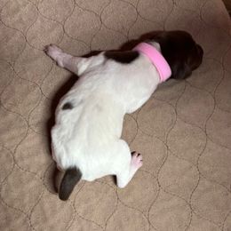 Patsy - Liver and white female German Shorthaired Pointer puppy in Morgantown, Indiana from Kevin Funkhouser Kennel