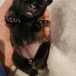 Female 1 - Fawn female Pug puppy in Martville, New York from Hug a Pug LLC