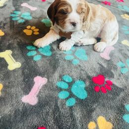 Portia - Blenheim female Cavapoo puppy in Avon, Indiana from Puppylove for Doodles