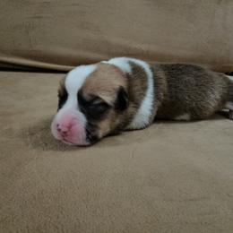 Pembroke Welsh Corgi and Saint Bernard Puppies from Middle Georgia Saints and Corgis