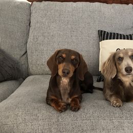 Dachshunds from 626 Dachshund