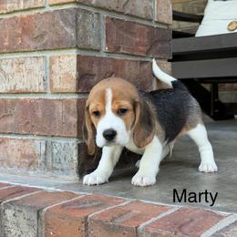 Marty - Black tan and white male Beagle puppy in Mansfield, Missouri from Rippee Creek Kennel