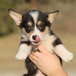 Chip - Black and tan male Pembroke Welsh Corgi puppy in Leonard, Texas from Southern Rose Corgis