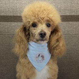 Clyde - Poodle