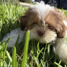 Skeeter - Red and white male Shih Tzu puppy in Saint Johns, Florida from BEH Puppies LLC