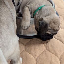 Bullmastiff Puppies from Ironward Bullmastiffs